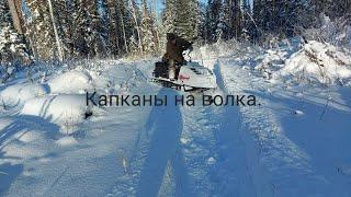 Проверяем, и ставим капканы на волка. Тайга. Охота. We check and set traps for the wolf. Hunting.