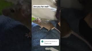  Video Speaks for Itself #memes #funny #mice #rat  #rodents #pets #petmice #rodentrescue #mouse