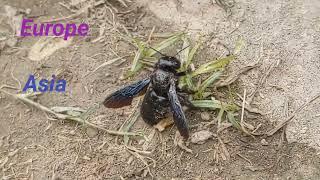 Violet Carpenter Bee ( Xylocopa violacea) #bee #science #knowledge