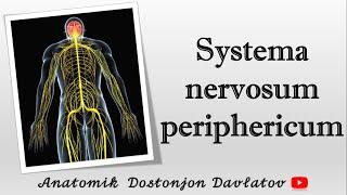 Periferik nerv sistemasi. Systema nervosum periphericum. Neyroanatomiya. ANATOMIK