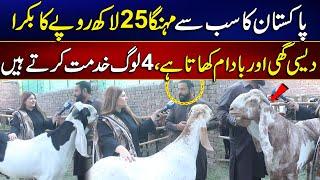 Pakistan Biggest Goat | Cattle Market 2025 | MYK News Tv