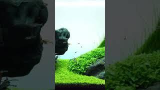 Aqua design amano 60p iwagumi @aquaforestaquarium7001 #aquarium #natureaquarium #aquadesignamano