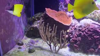 New Fish Added To The 125 Gallon Reef Saltwater Tank Yellow Longnose Butterfly Fish