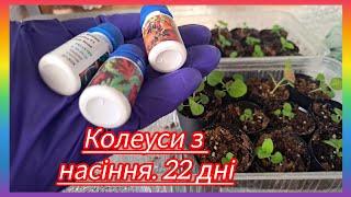 ВирощуванняКОЛЕУСІВз насіння️зовсім не складно#українськийконтент #колеус #flowers #квіти