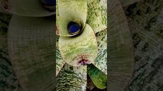 Akashic Record.      B.D.S
