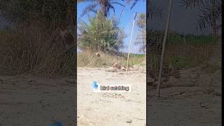 bird trap #birdtrap #birdhunting #shikar #shikari #airgunhunting #hunting #huntingbirds #trap #catch