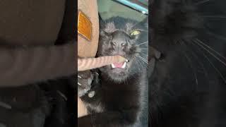 Кусь #котики #кот #cat