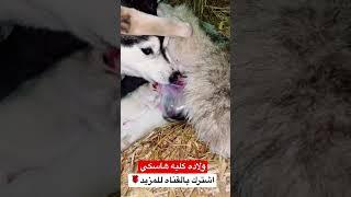 ولاده كلبه وهي بتقطع الكيس وتخرج ال