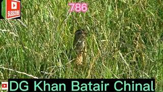 مکس اواز مادہ بٹیر کی #batair_ki_awaz #batair_ka_shikar #batair#dgkhan #shikari_purulia