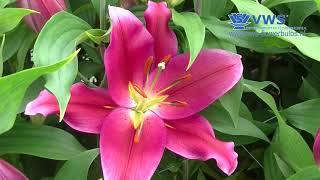 Double Oriental and Oriental special - VWS Flowerbulbs