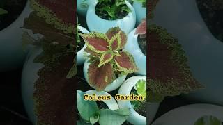 Coleus Garden, In House Beauty