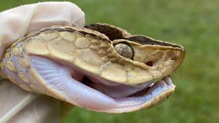 SOUTH AMERICA’S DEADLIEST SNAKE! Worlds Most Dangerous #5