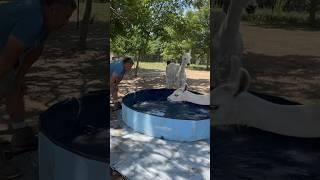 Setting￼ a swimming pool up for the llamas!! #familyfarmlife #llamas #animal #farming ￼