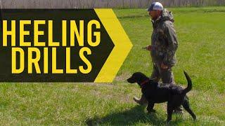 Simple Heeling Drills For Great Hunting Dogs