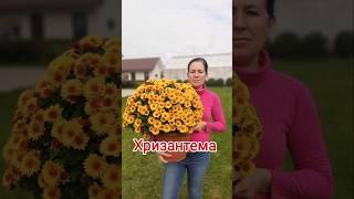 Хризантема. Осень.