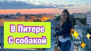 VLOG: В Санкт-Петербурге с йоркширским терьером//В ресторане с собакой//на экскурсии с собакой