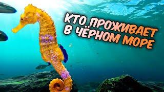 Обитатели Черного моря