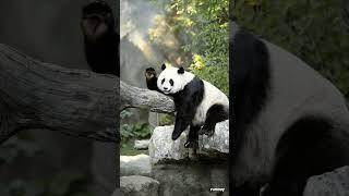 When you're too tired but still polite   #panda #work #animals #cute #puppy  #loopvideos #funny
