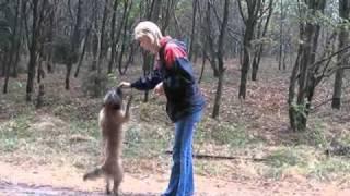 Dog Dancing Berger Pyrenees