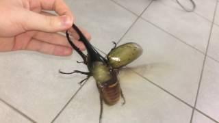 Largest beetle in the world flies !