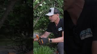 Prune Like a Pro