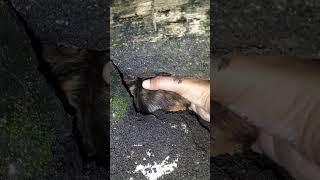 make a nest in the sand #shortvideo #nature #nest #fypシ゚viral #woodscraft #animals #cute #farming