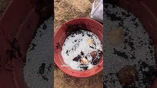 Тюльпаны в кашпо