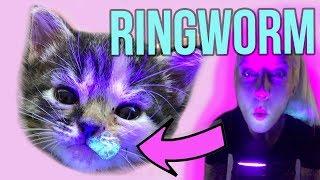 Helping Kittens with Ringworm!