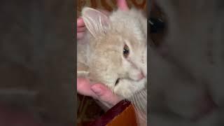 #cat Пушистый Антистресс