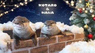 How Cute Otters Celebrate Christmas