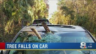 Tree Falls On Car