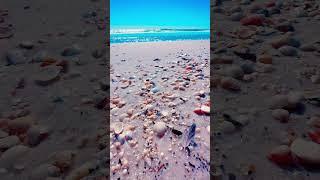 LOOK AT ALL THE SHELLS ON PENSACOLA BEACH #allthingsemeraldcoast #shortvideo