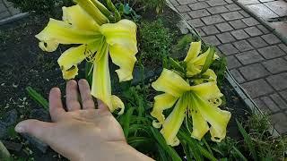 Лілейник "Heavily flight of angels", daylily