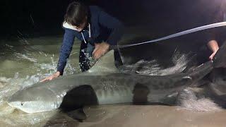 Winter Land Based Shark Fishing in Jacksonville Florida for Monster Shark!!