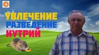 УВЛЕЧЕНИЕ РАЗВЕДЕНИЕ НУТРИЙ// В ДОМАШНИХ УСЛОВИЯХ//СОДЕРЖАНИЕ НУТРИЙ//ГОЛУБИ-НУТРИИ МАЦИНОВ.