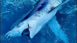 Shark Fishing UK - Deep Sea Fishing for Sharks - Everything you need to know | The Fish Locker