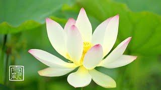 Plant Music. Feel the Sacred Lotus🪷 Vibration12 hours. Melody of Lotus🪷 plant body,singing.