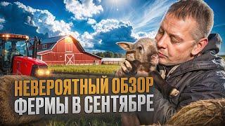 Сентябрь на ферме: от гусей до... баранов? Удивительный обзор #МоеПодворье