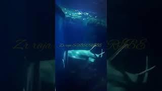 shark fish the deep hull