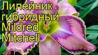 Лилейник гибридный Милдред Митчел. Краткий обзор, описание hemerocallis Mildred Mitchell