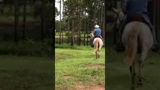 Missouri Foxtrotter Mare - Slow Gait