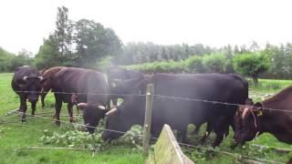 Kikkerconcert en Dexterrunderen op Natuurkampeerterrein De Biezen