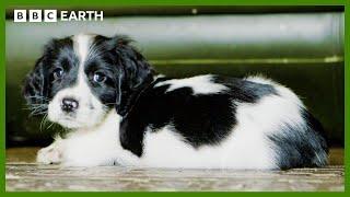 Mountain Rescue Puppy Explores New Environment | Wonderful World of Puppies | BBC Earth