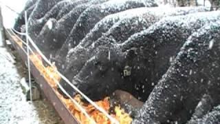 Angus Cows eating pumpkins