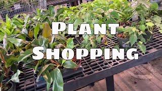Christine's Exotic & Tropical Plants Hoyas Aroids Garden Houseplants Rare Plant Shopping