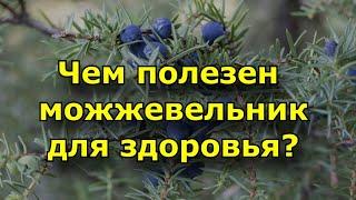 Чем полезен можжевельник для здоровья. Можжевельник полезные свойства