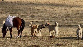 FARKLI SÜRÜ KÖPEKLERİ KARŞI KARŞIYA - HASTENEYE GİTMEK ZORUNDA KALDIM