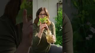 How to Grow Sweet Potatoes #growbags #sweetpotatoes