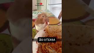 Хомяк. Щекастый Смешнуля 