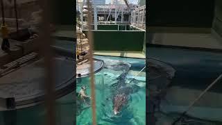 Cage of Death with Giant Crocodile  #onzil #viral #crocodile #animals  #viralshort #funnyvideo